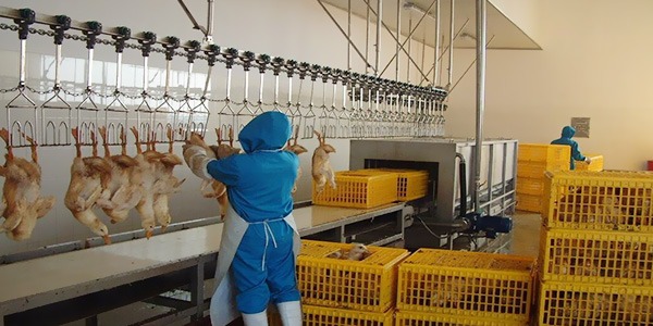 屠宰機(jī)械使用過程中應(yīng)該注意這幾點(diǎn)